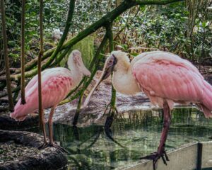 "Roseate Spoonbills" by Taylor Cullar